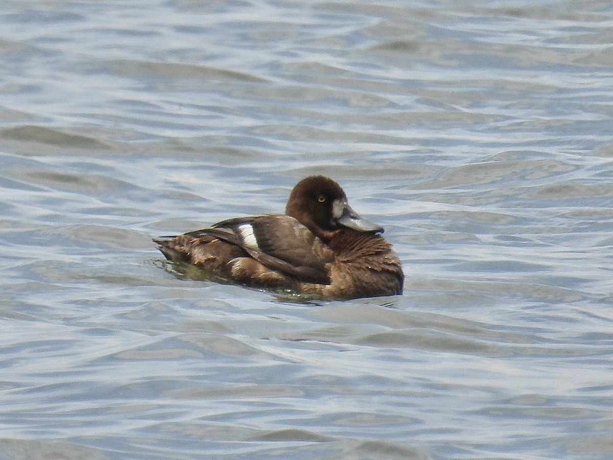 Greater Scaup - ML577974781