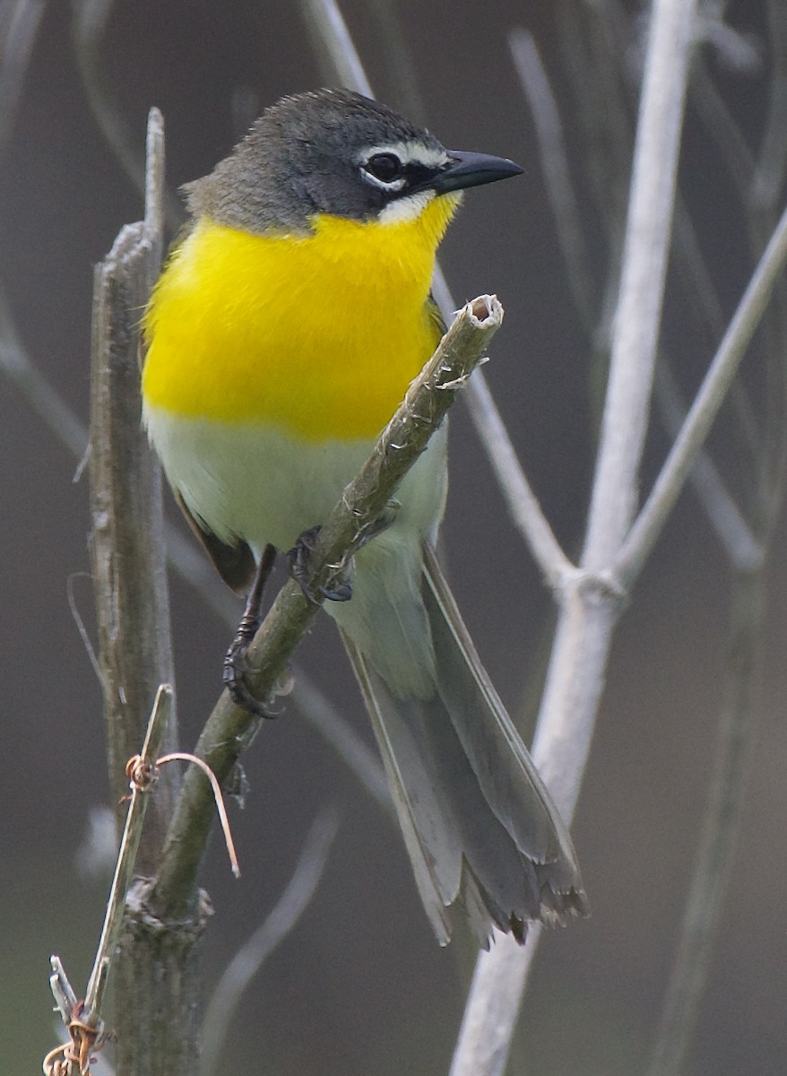 Yellow-breasted Chat - ML577974891