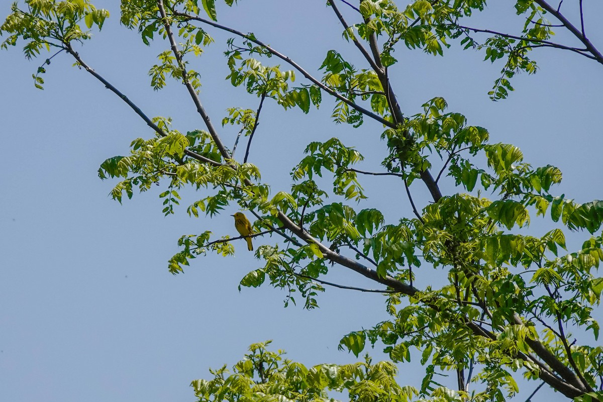 Yellow Warbler - ML577976351