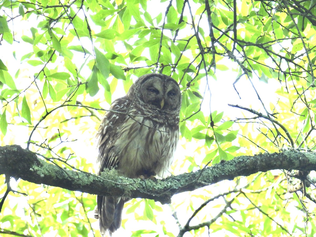 Barred Owl - ML577976711