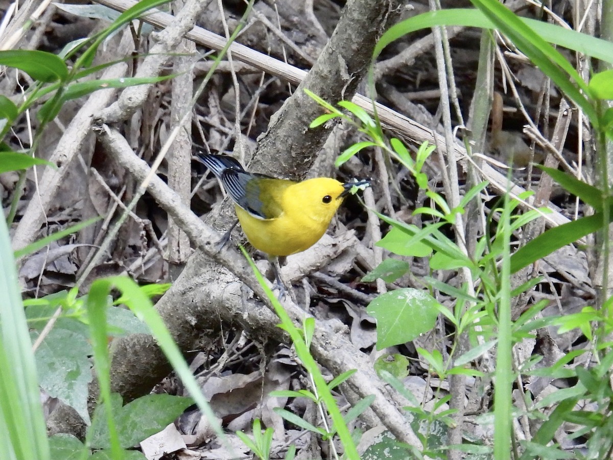 Prothonotary Warbler - ML577977151