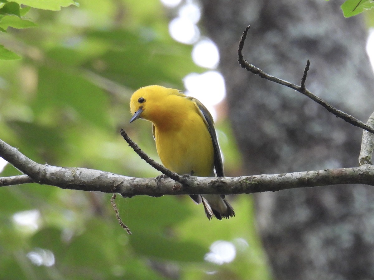 Prothonotary Warbler - ML577977161