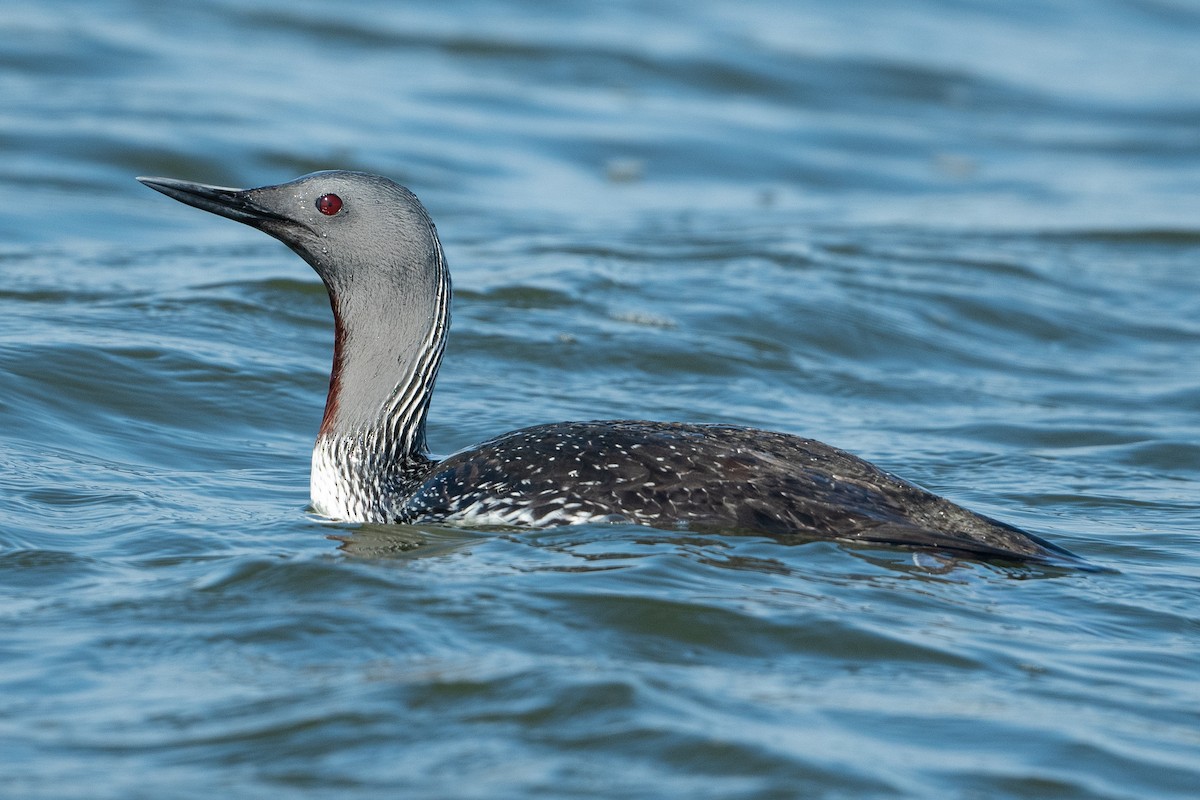 Red-throated Loon - ML577980641