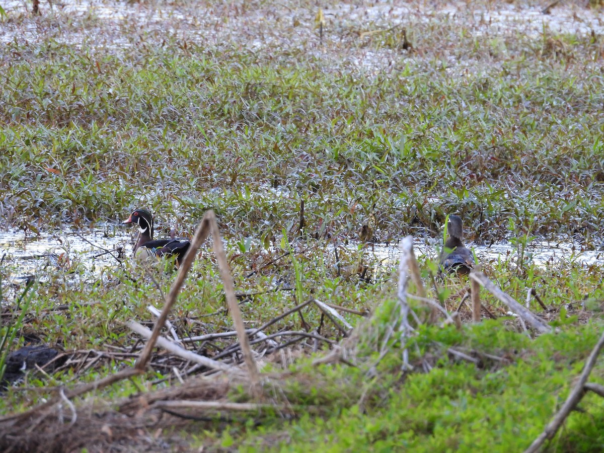 New York Breeding Bird Atlas Checklist - 26 May 2023 - Liberty Loop