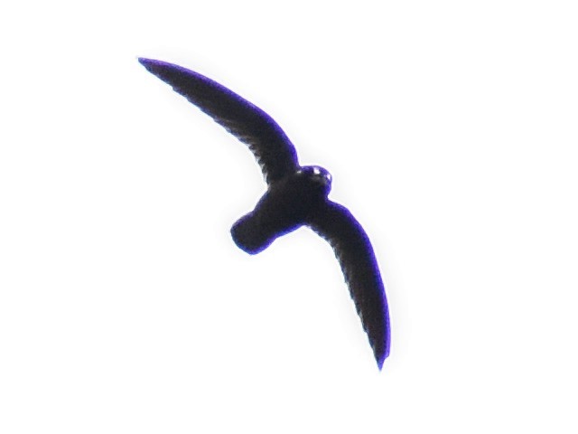 Spot-fronted Swift - ML577983231