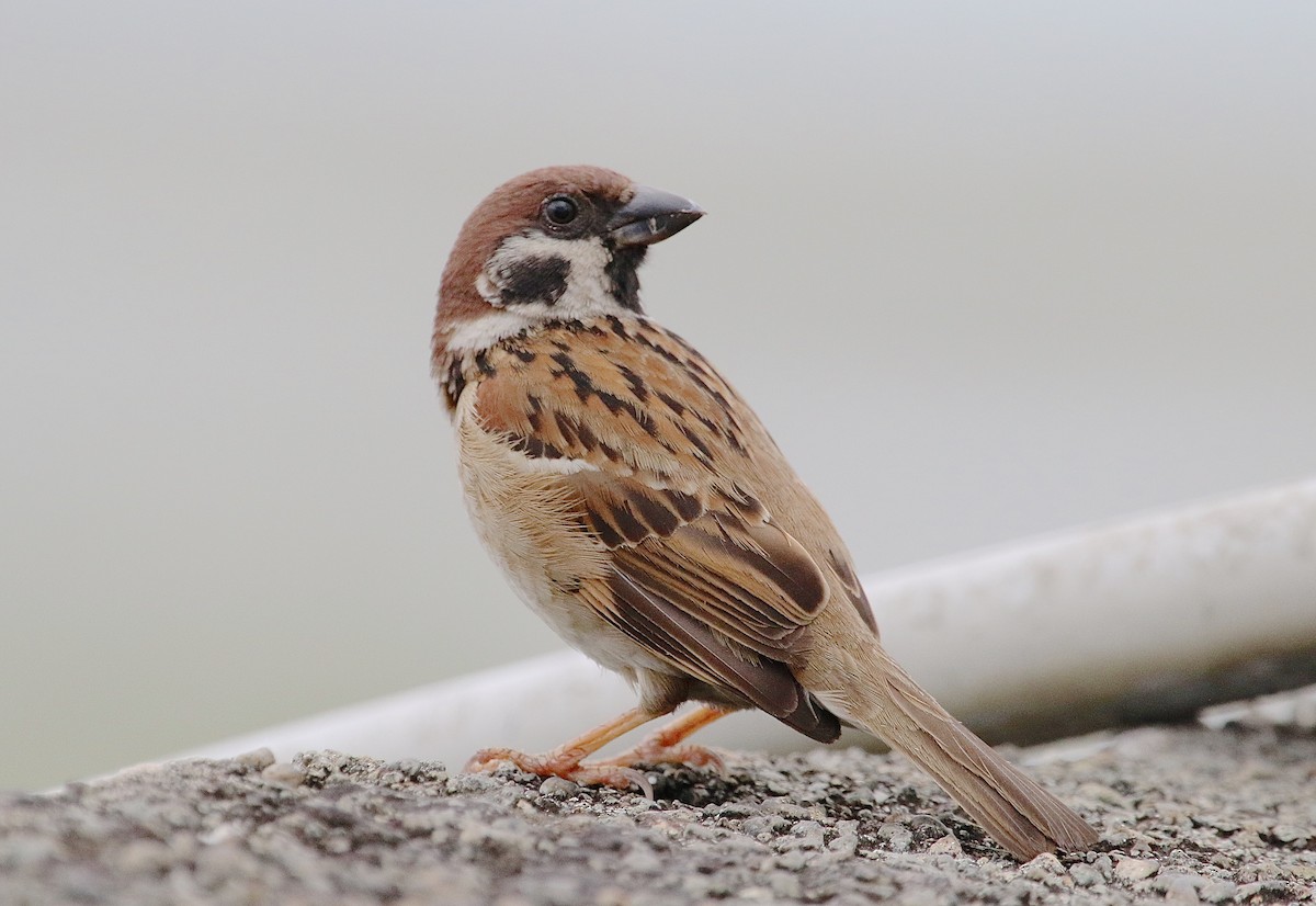 Eurasian Tree Sparrow - Gil Ewing