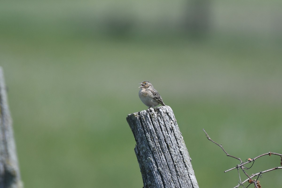 Grasshopper Sparrow - ML577985881