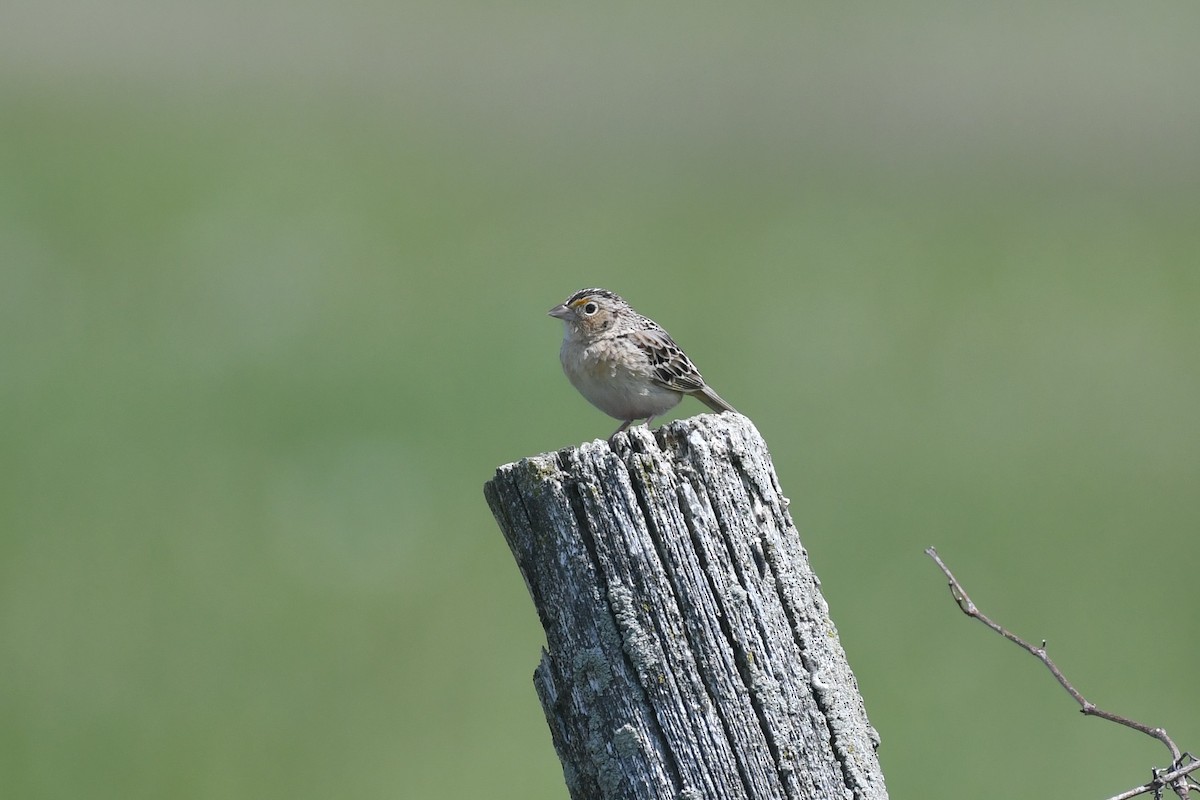 Grasshopper Sparrow - ML577985891