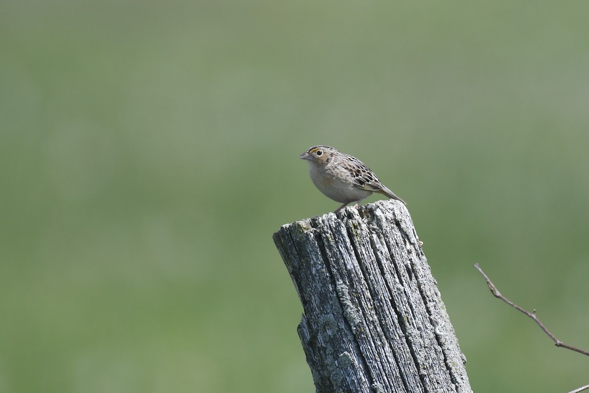 Grasshopper Sparrow - ML577985901