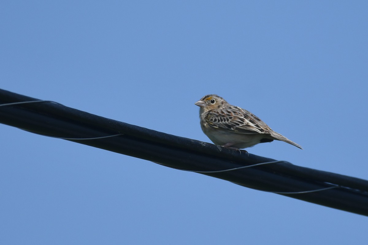 Grasshopper Sparrow - ML577985911