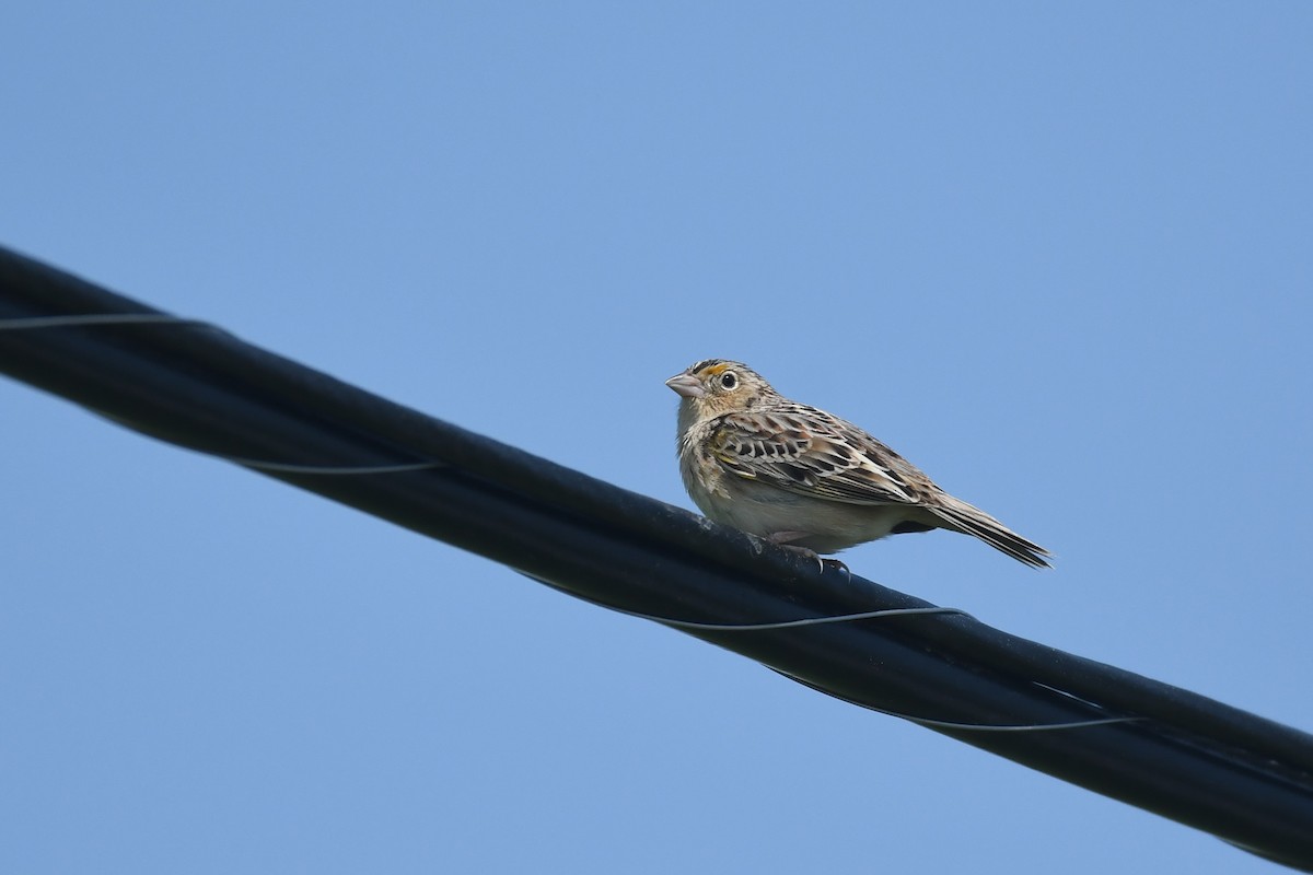 Grasshopper Sparrow - ML577985921