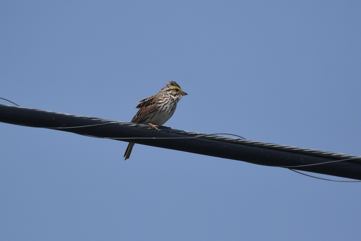 Savannah Sparrow - ML577985961