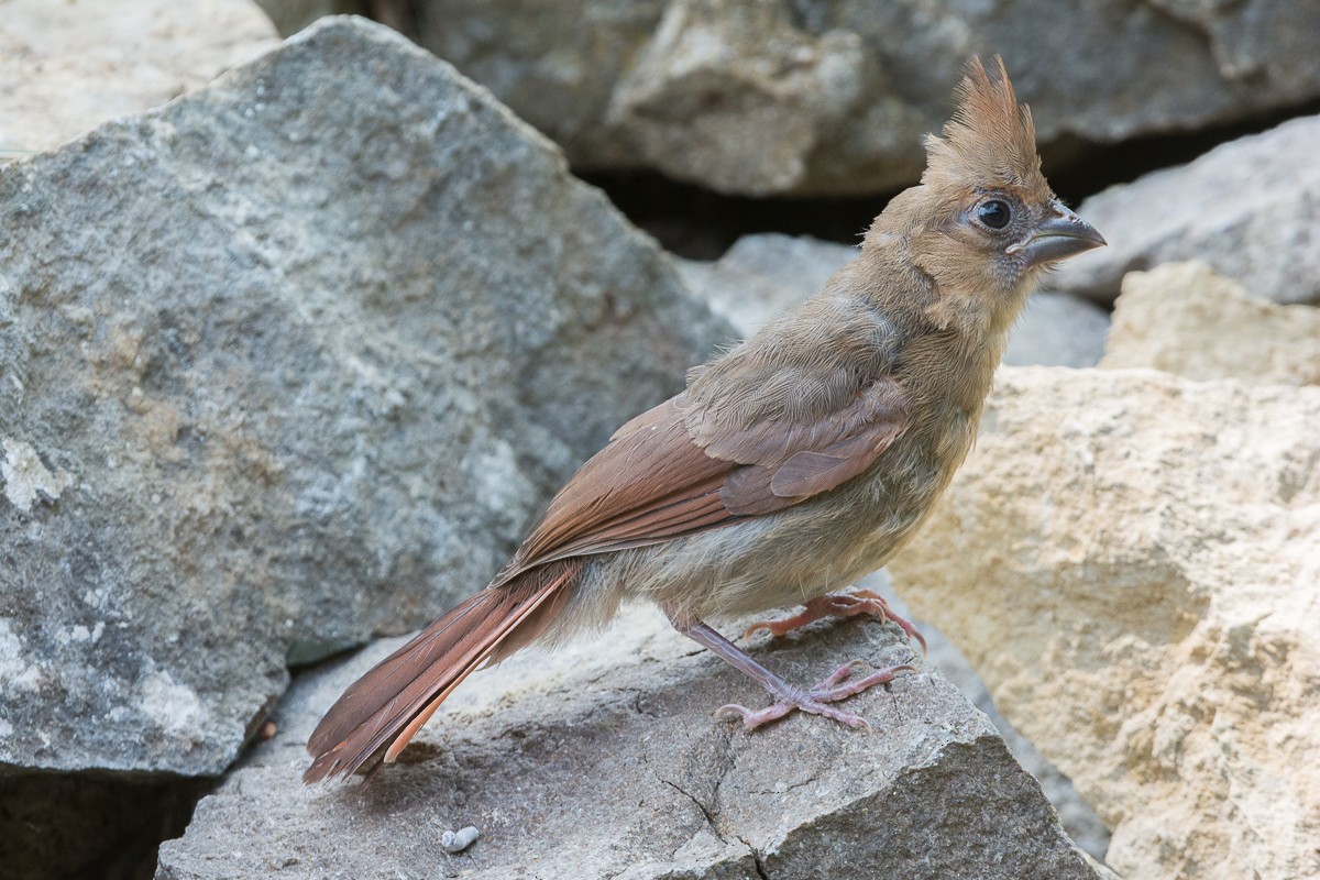 Northern Cardinal - ML577986311