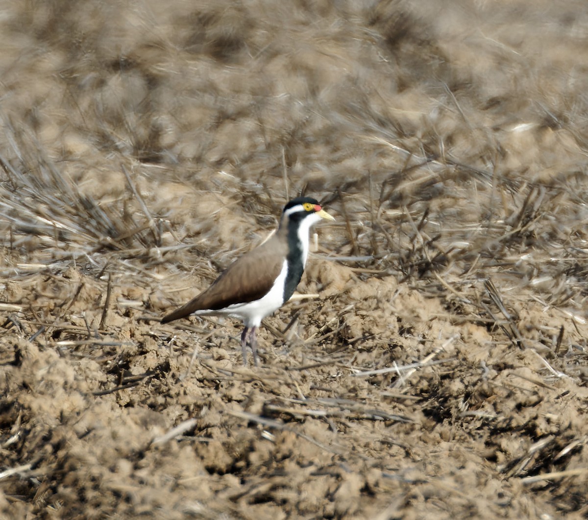 Banded Lapwing - ML577989291