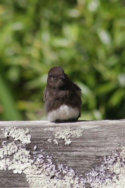 Black Phoebe at Fort Mason Park by Bentley Colwill