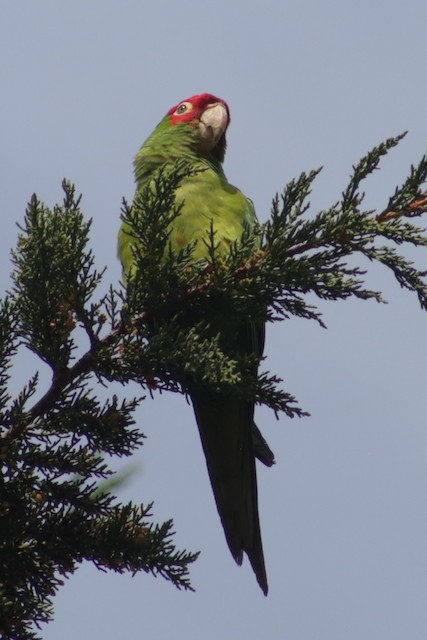 Red-masked Parakeet at Fort Mason Park by Bentley Colwill