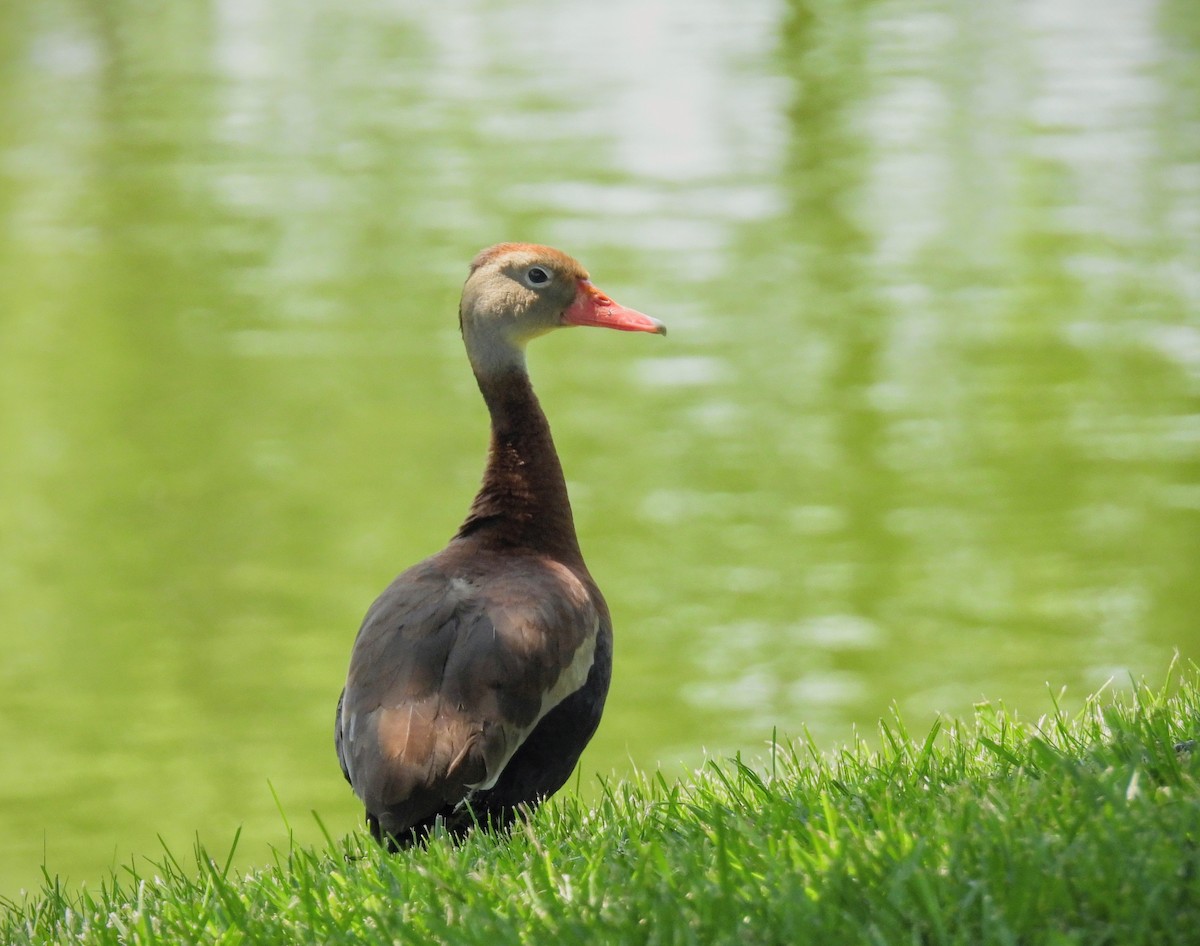 Black-bellied Whistling-Duck - ML577990461