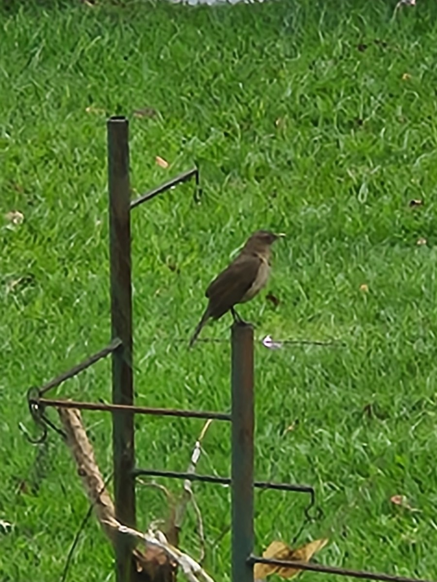 Clay-colored Thrush - Anonymous