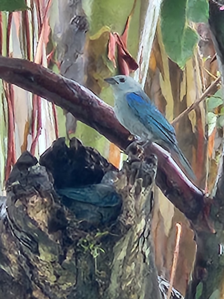 Blue-gray Tanager - ML577991841