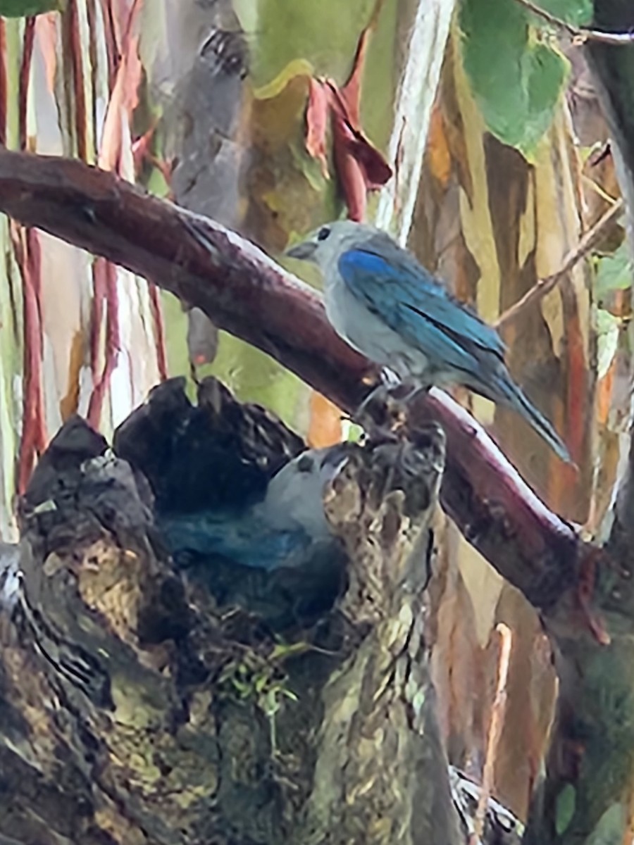 Blue-gray Tanager - ML577991851