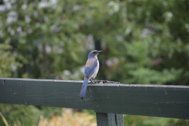 California Scrub-Jay at Joseph D. Grant CP--ranch house area by Bentley Colwill