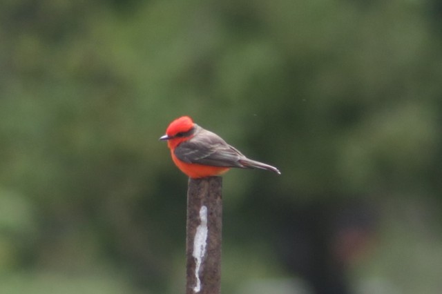 Vermilion Flycatcher at Joseph D. Grant CP--ranch house area by Bentley Colwill