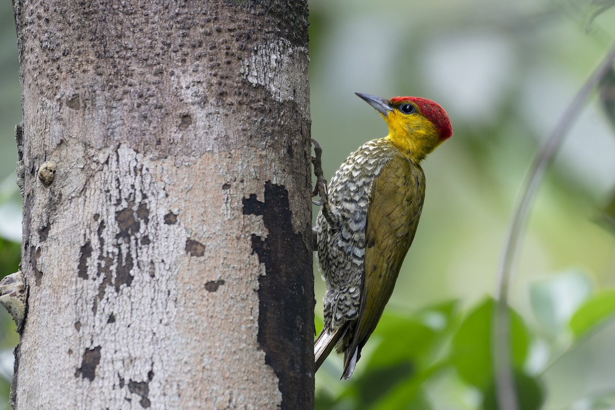 Yellow-throated Woodpecker - ML577994871