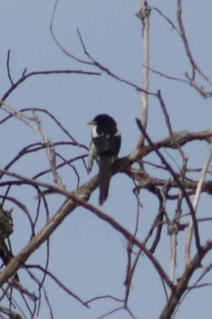 Yellow-billed Magpie at Del Puerto Canyon Rd.--lower canyon (mile 3.4-8.0) by Bentley Colwill
