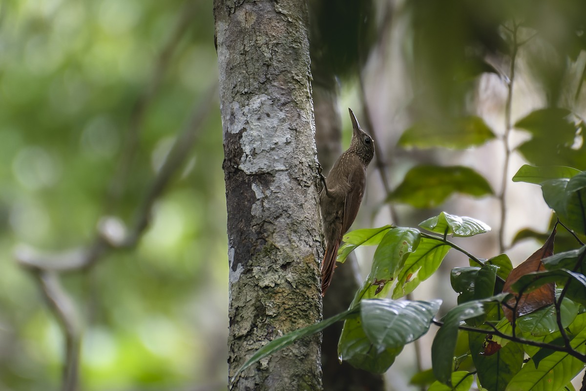 Ocellated Woodcreeper (Line-crowned) - ML577995461