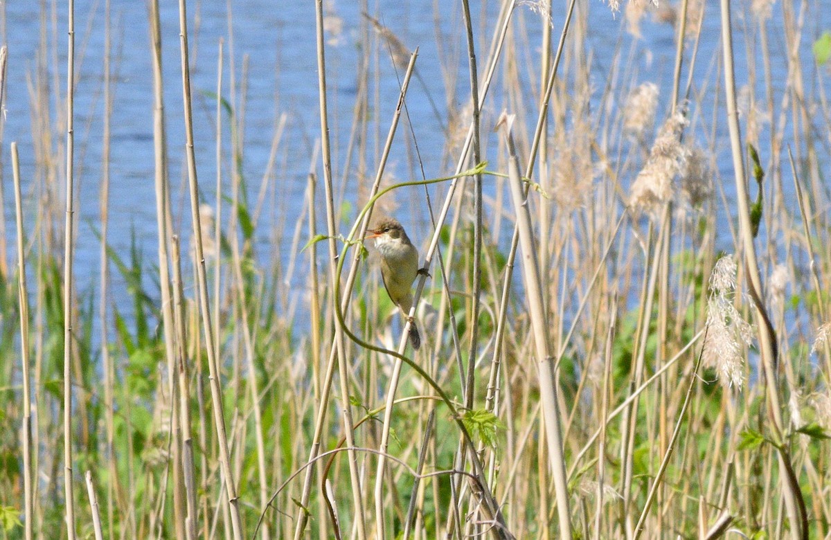 Common Reed Warbler - ML577997291