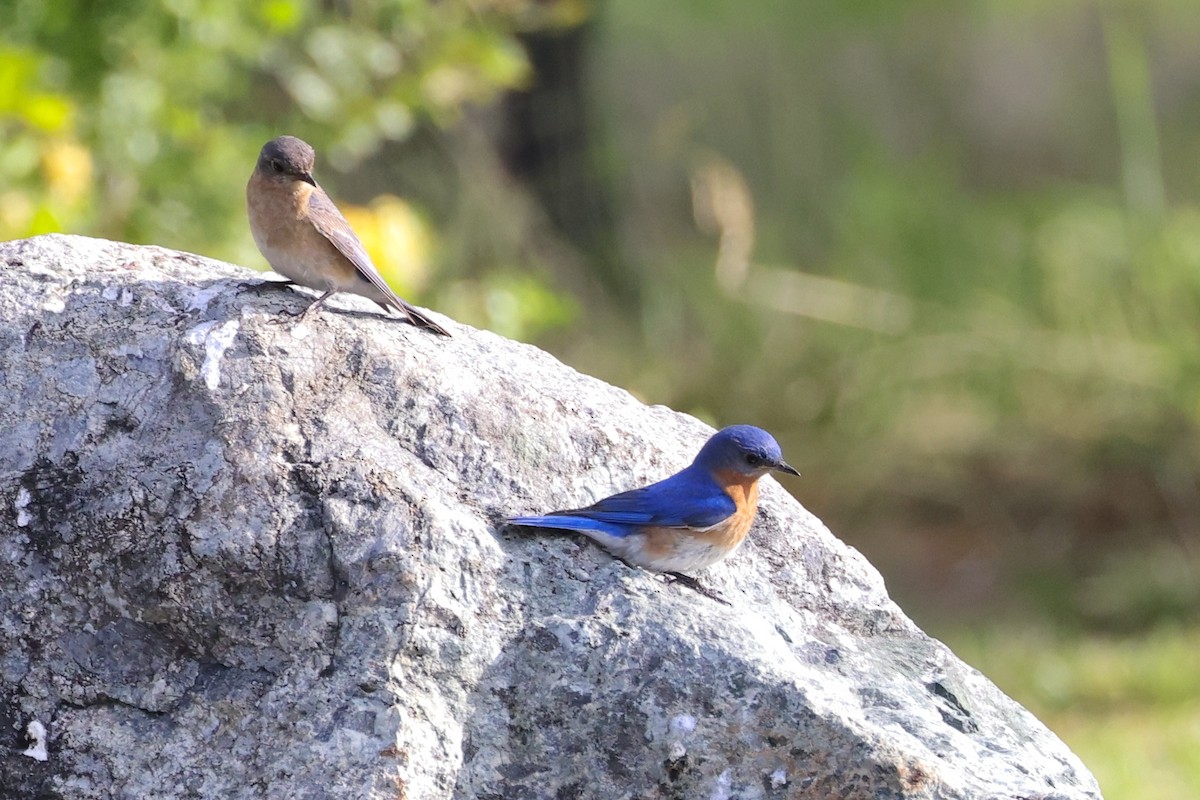 Eastern Bluebird - ML577998711