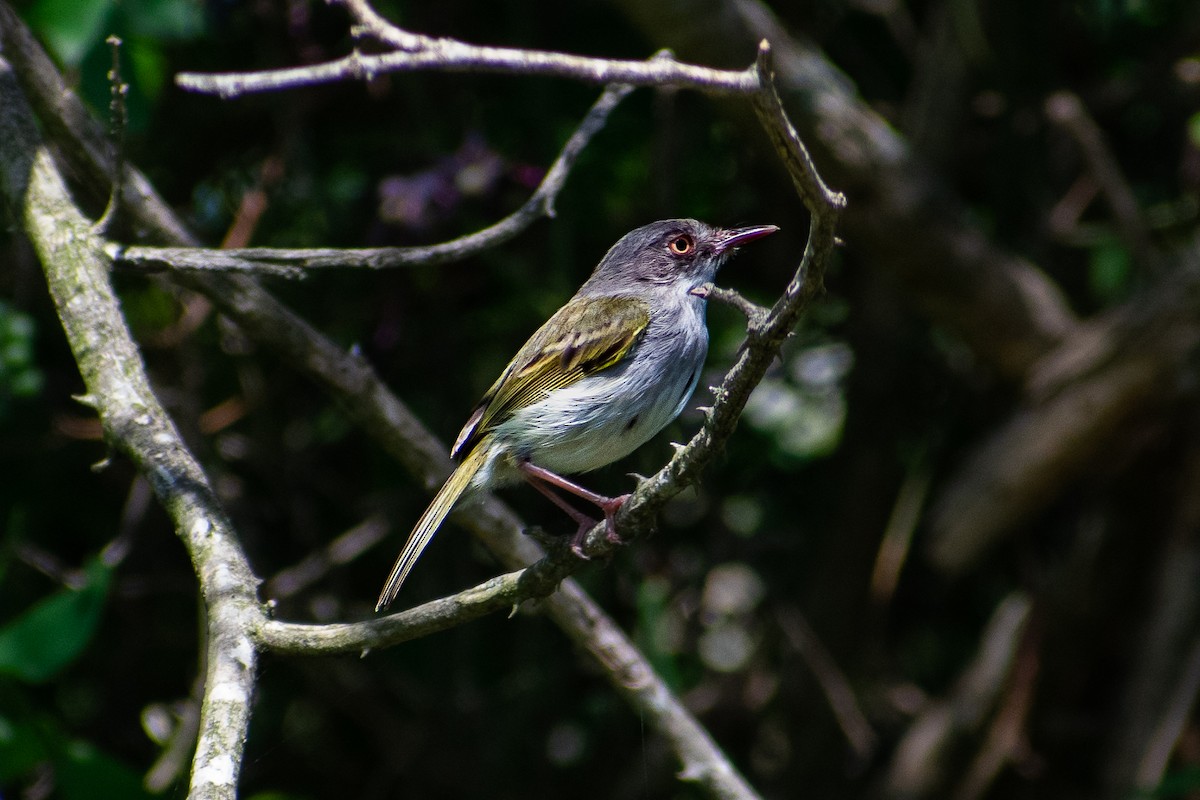 Pearly-vented Tody-Tyrant - ML577999991