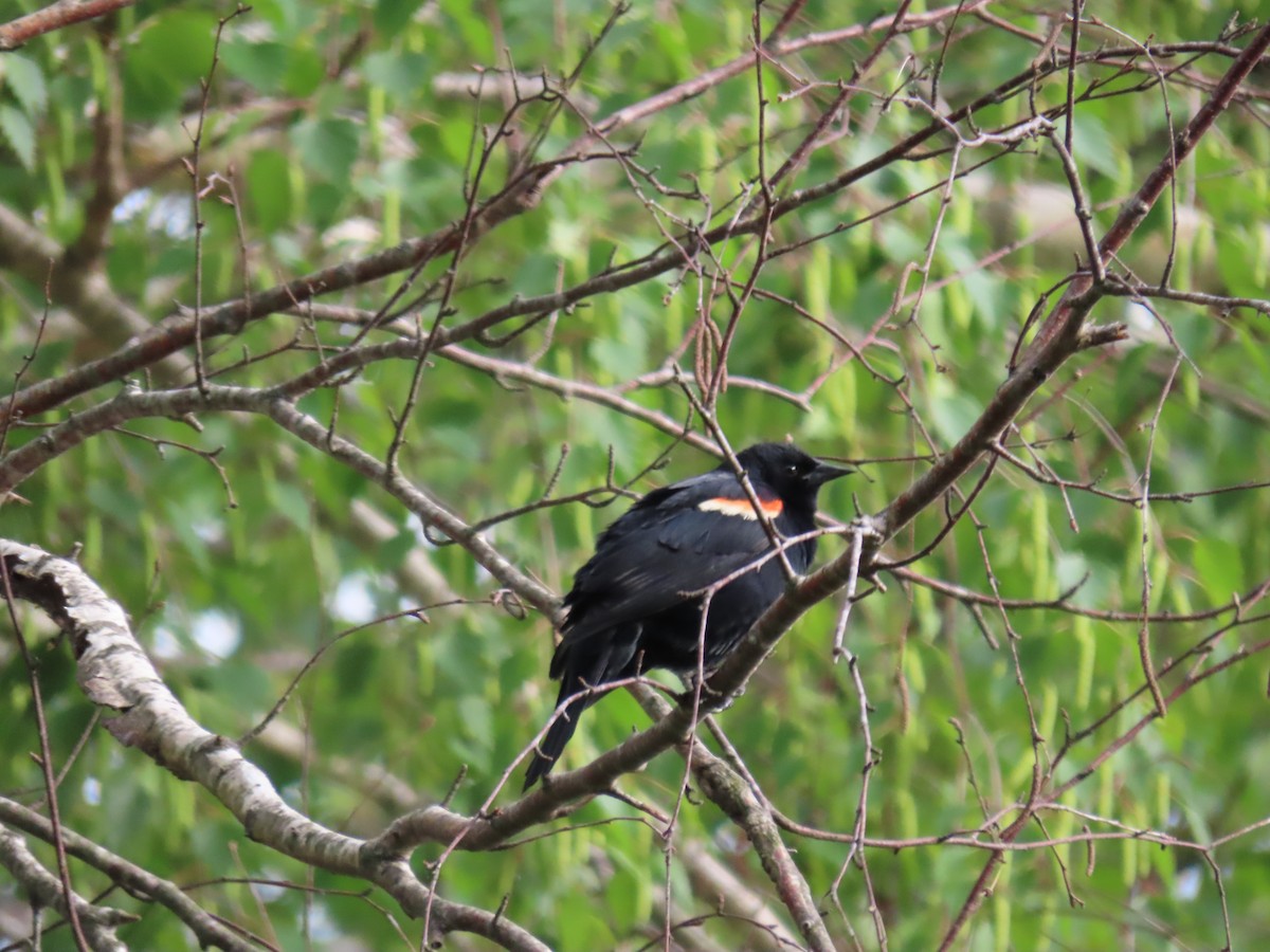 Red-winged Blackbird - ML578002461