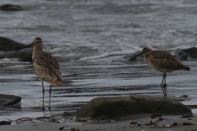 Long-billed Curlew at Villa Creek--Estero Bluffs State Park by Bentley Colwill