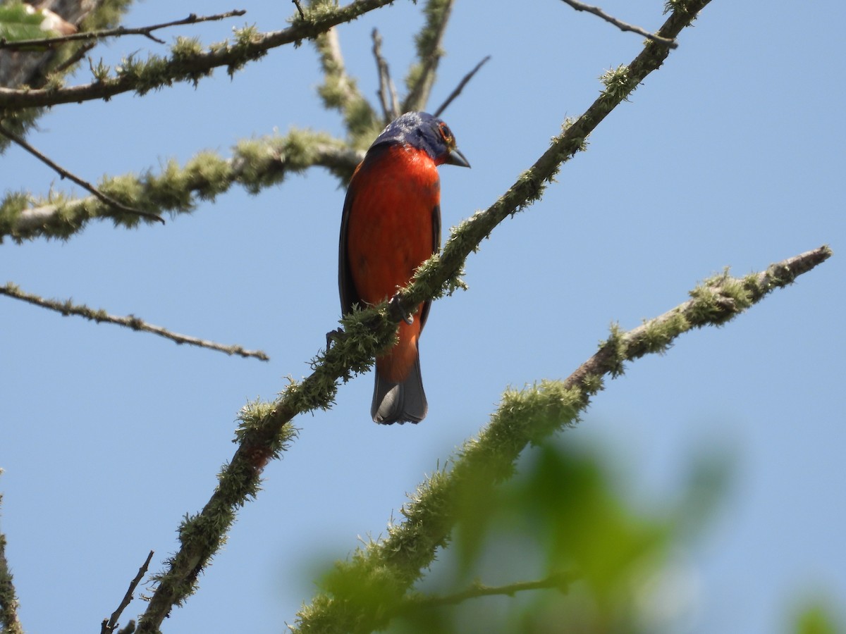 Painted Bunting - ML578006371