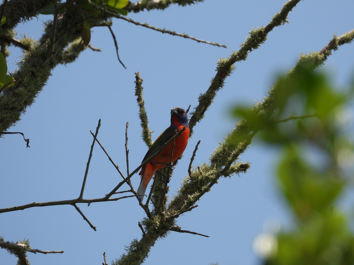Painted Bunting - ML578006461