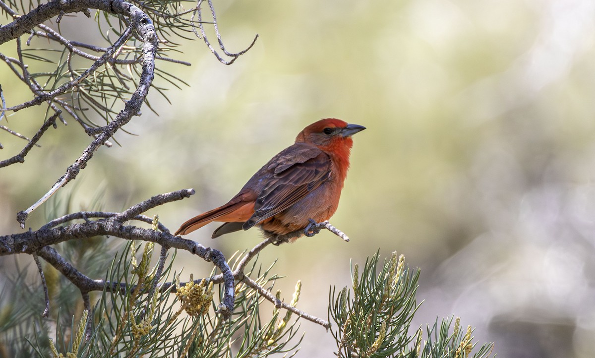 Hepatic Tanager - ML578008101
