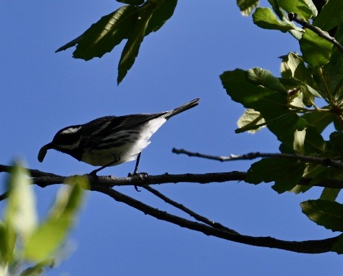 Black-throated Gray Warbler - ML578009051
