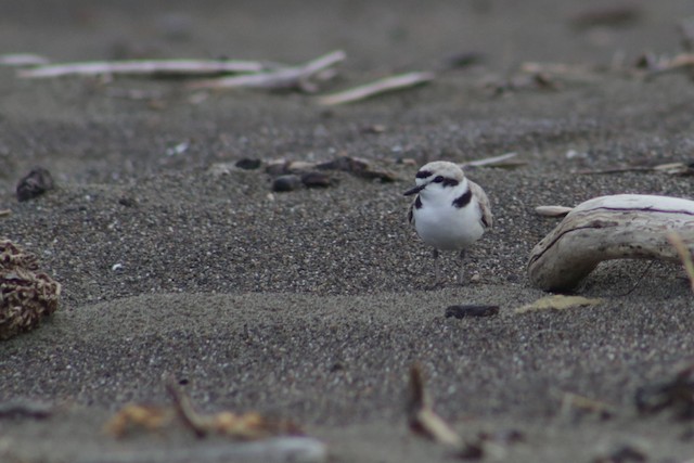Snowy Plover at Villa Creek--Estero Bluffs State Park by Bentley Colwill
