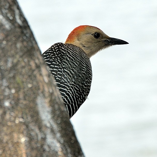 Golden-fronted Woodpecker - Edwin Ivonne