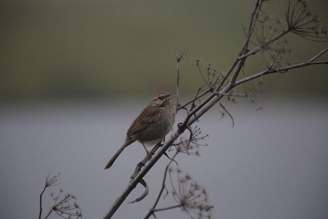 Rufous-crowned Sparrow at Whale Rock Reservoir--south end by Bentley Colwill