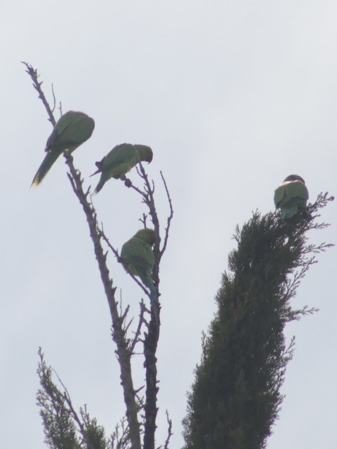 Rose-ringed Parakeet at Beale Park by Bentley Colwill