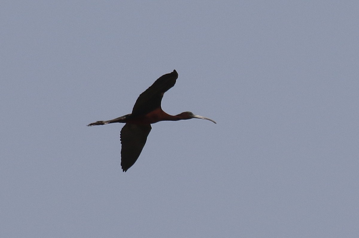 ibis hnědý - ML578016891