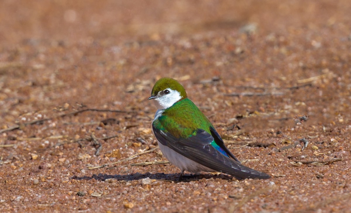 Violet-green Swallow - Jim Merritt