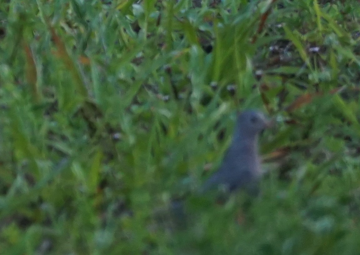 Common Ground Dove - John McCallister