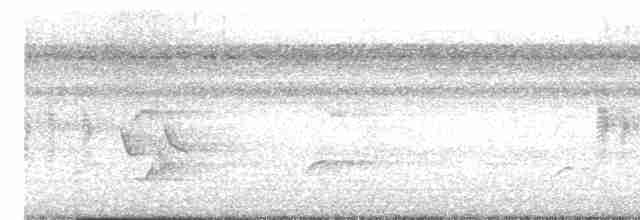 Antillennachtschwalbe - ML578021821