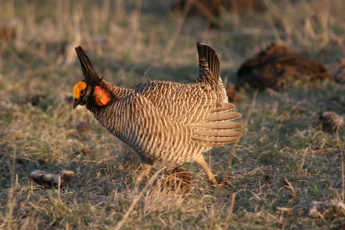 Lesser Prairie-Chicken - ML578021951