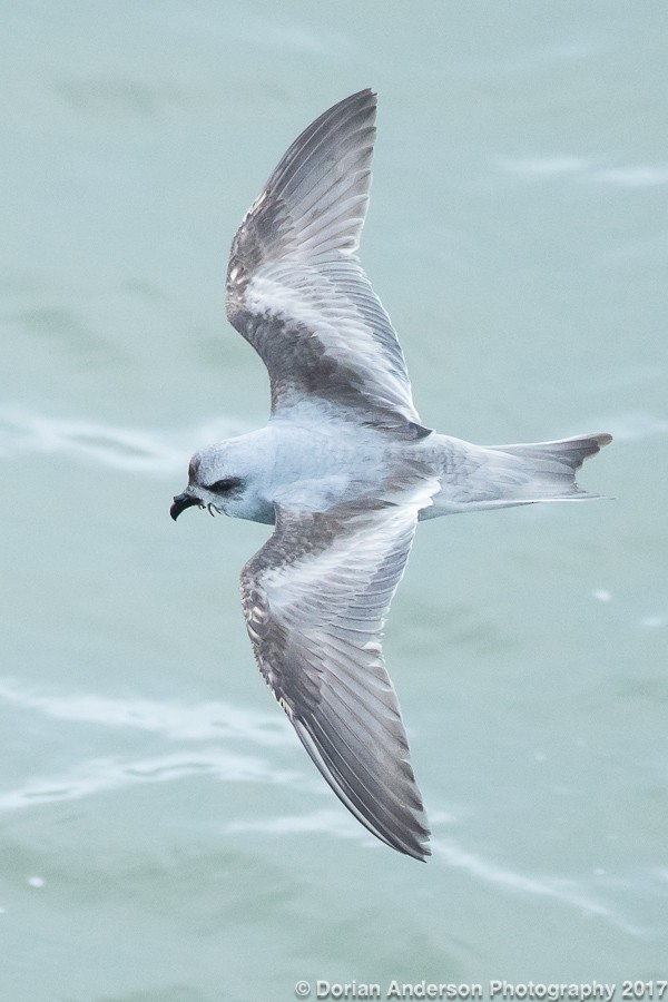 Fork-tailed Storm-Petrel - Dorian Anderson