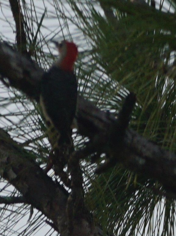 Red-bellied Woodpecker - ML578029611