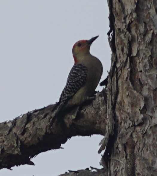 Red-bellied Woodpecker - ML578030891